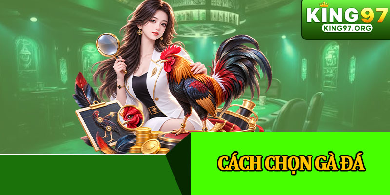 Cách Chọn Gà Đá